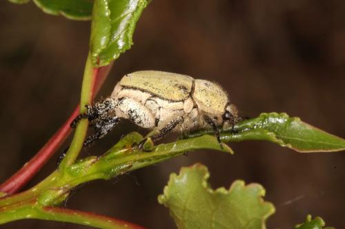 Réf. 334 940 : Hoplia chlorophana